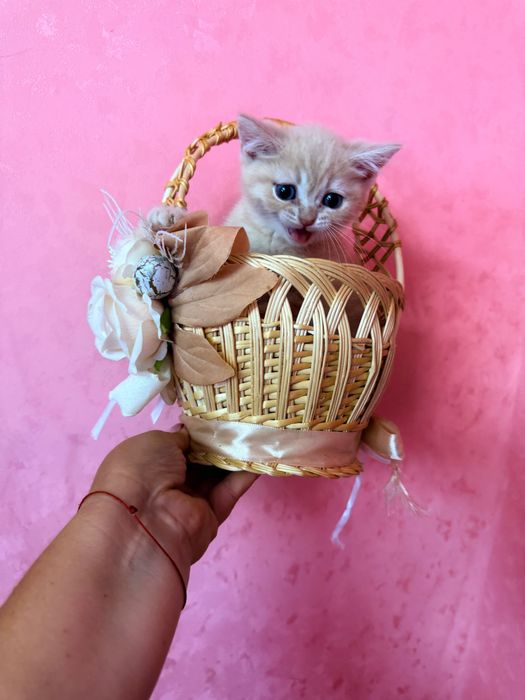 Шотландські кошенята