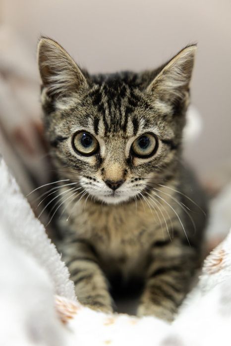 Gatas bebés fêmeas para adoção responsável