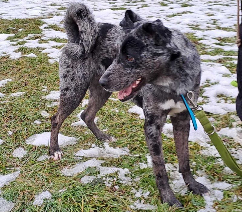 Bober-mniejszy border collie szuka doświadczonego domu !