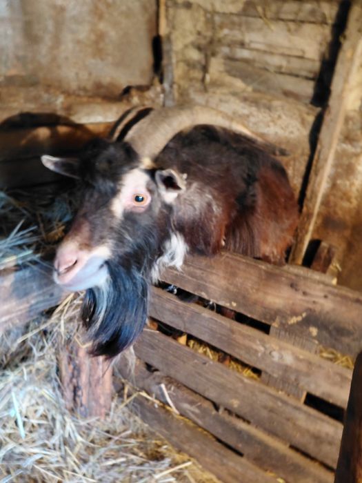 Продаю козу и козла Днепропетровская обл  Днепровский  рн