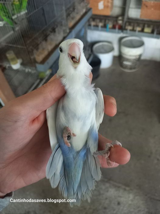 Roseicollis fêmeas e machos