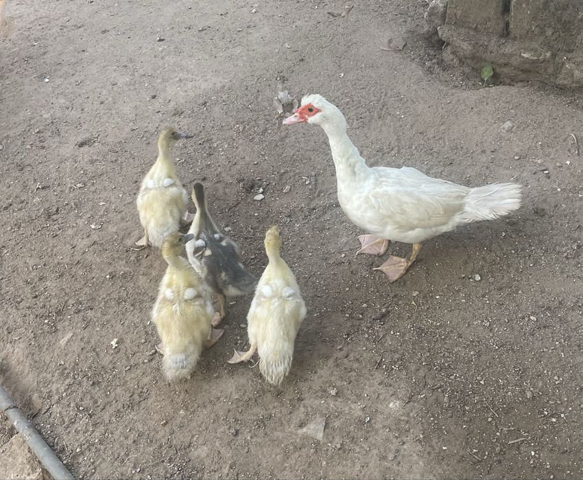 Crias de Patos Mudos