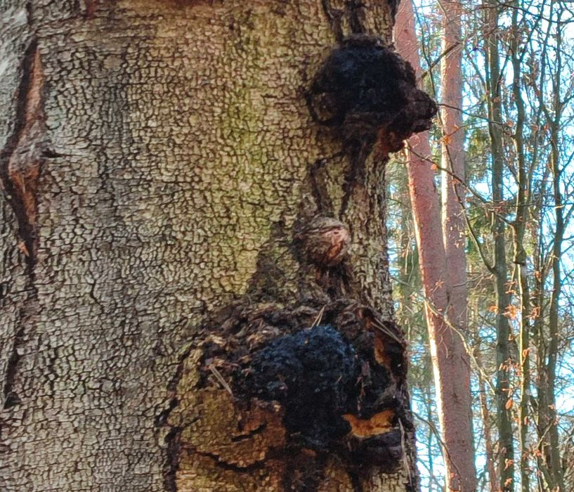 Huba ,czarna huba ,czaga