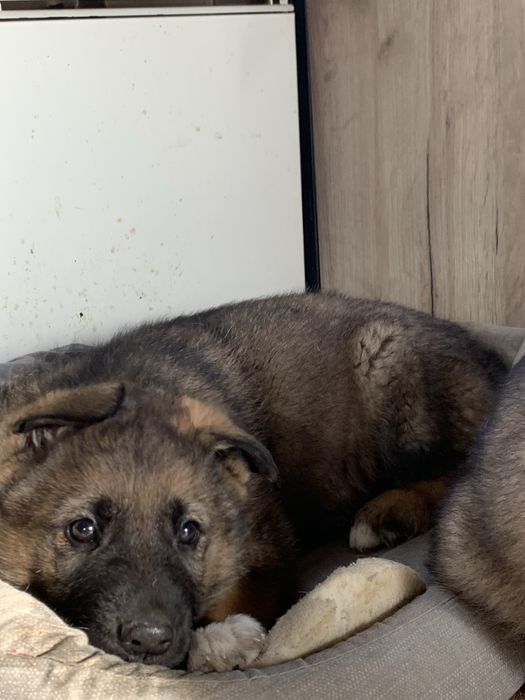 Овчарка немецкая