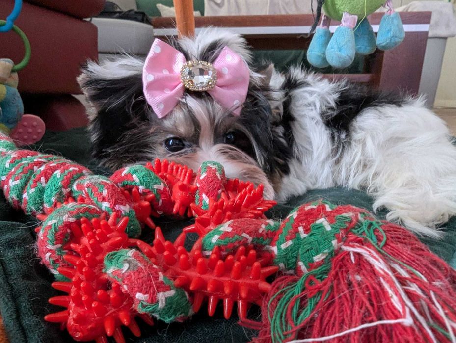 Piękna dziewczynka Biewer Yorkshire Terrier po cudownych 100% Biewera