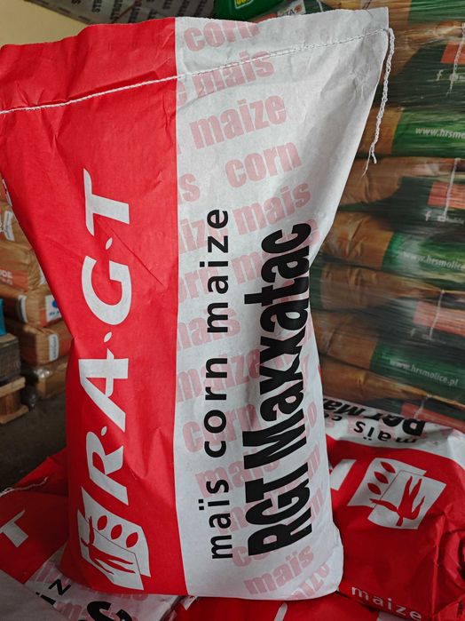 RGT Maxxatac nasiona kukurydzy, kukurydza na ziarno do siewu