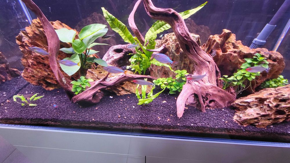 AQUARIO completo 90cm Signature