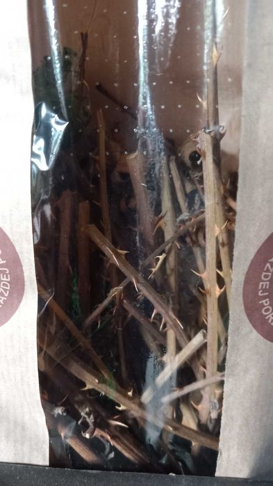 Ścieraki #gryzaki #jeżynowe #królików #gryzoni