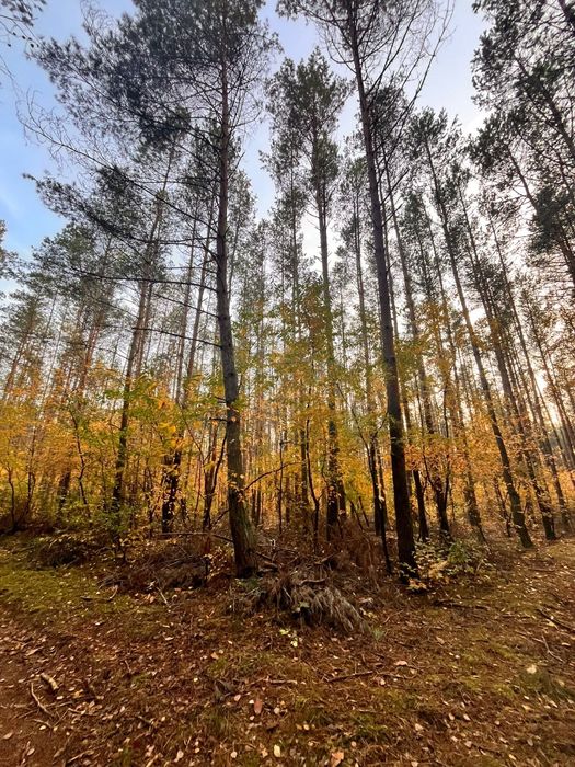 Sprzedam 45-letni LAS 4,5956ha