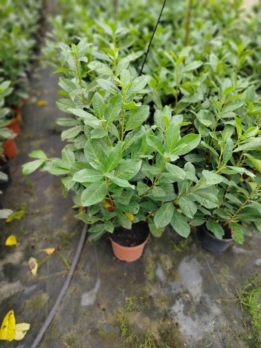 Laurowiśnia Novita wys 70cm w donicy 3 litry