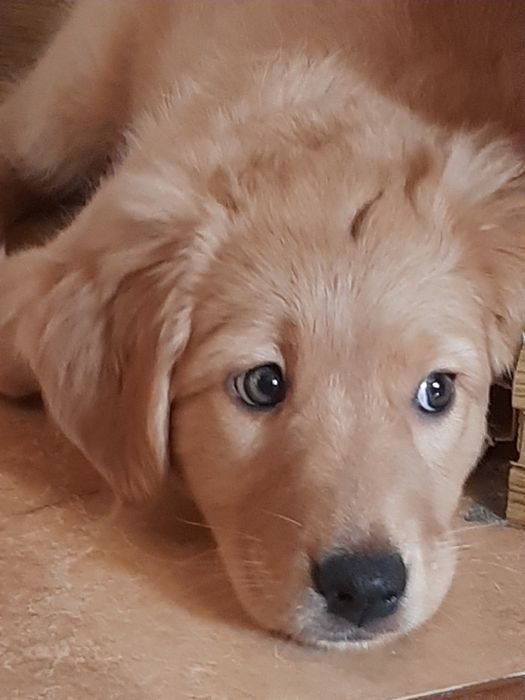 Цуценята американського лабрадора ретривера