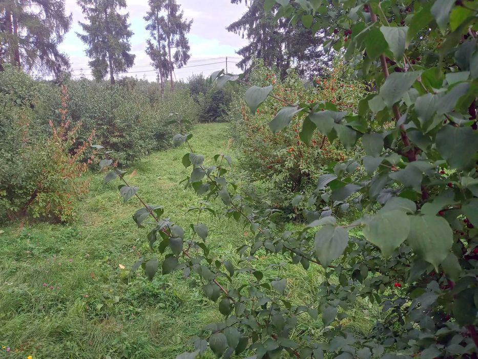 Dereń Jadalny owoce ekologiczne na nalewki