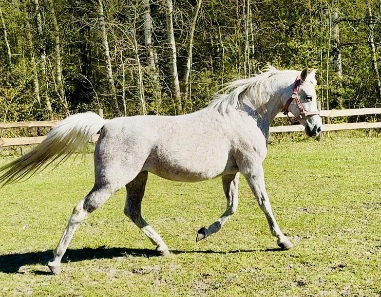 Piękna klacz atabska- okazja!