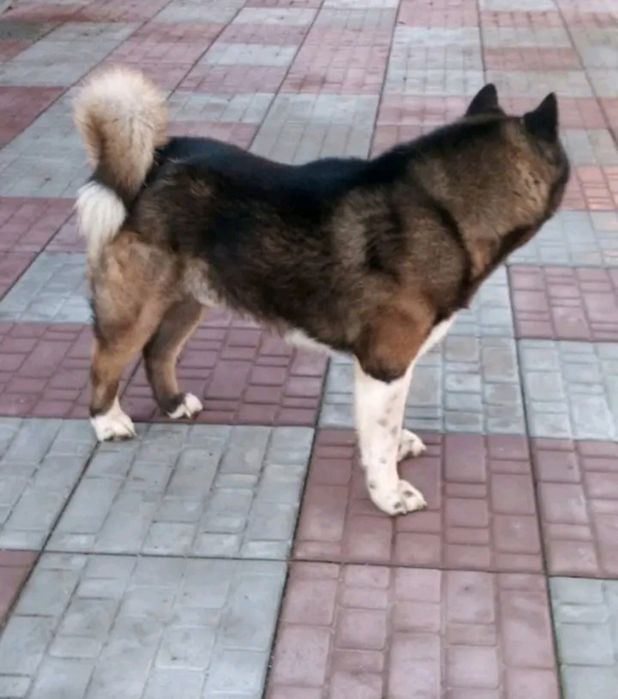 . Американська акіта