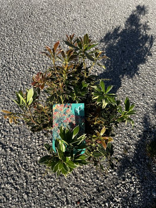Pieris japonica variedades