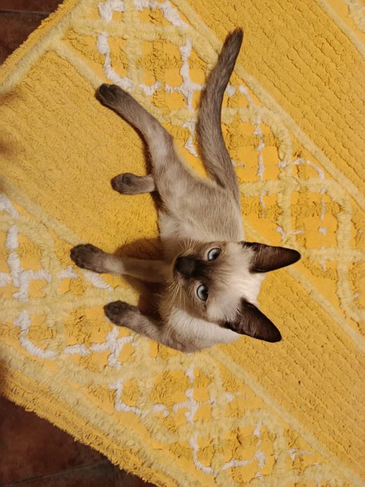 Gatinhos siamêses para adoção