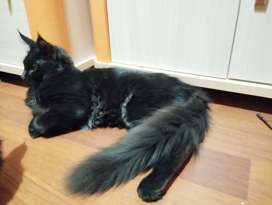 Kocurek Maine Coon  ZAREZERWOWANY
