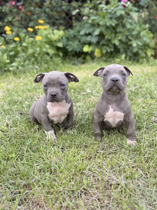 Amstaff - pieski