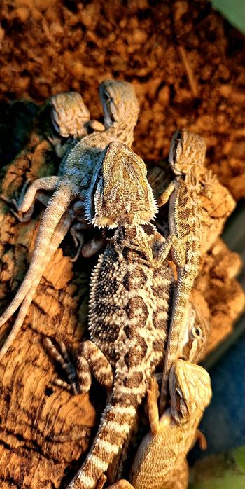 Agama brodata młode agamki Wołomin