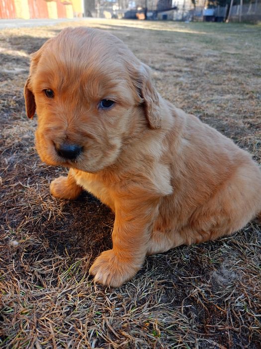 Golden retriever złoty