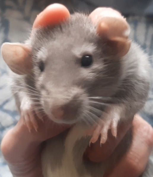 Домашні пацючки "Сріблясті норкові...