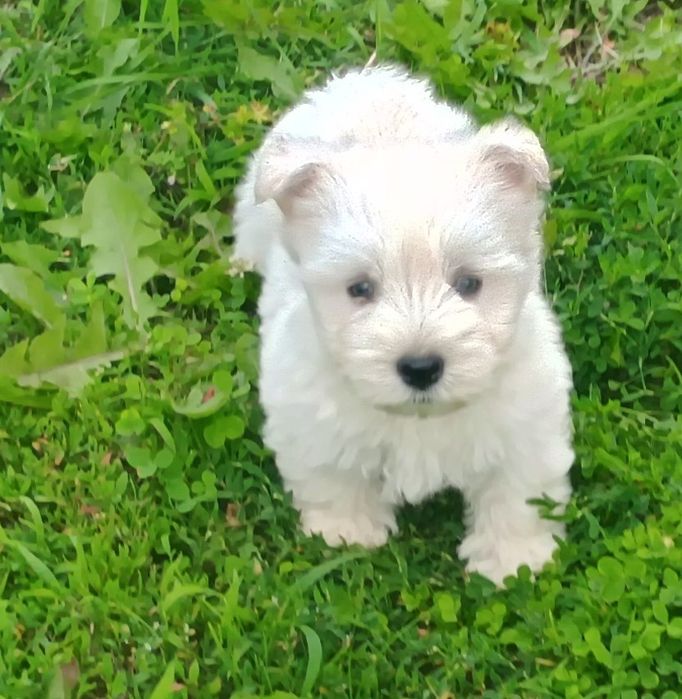 West highland white terrier