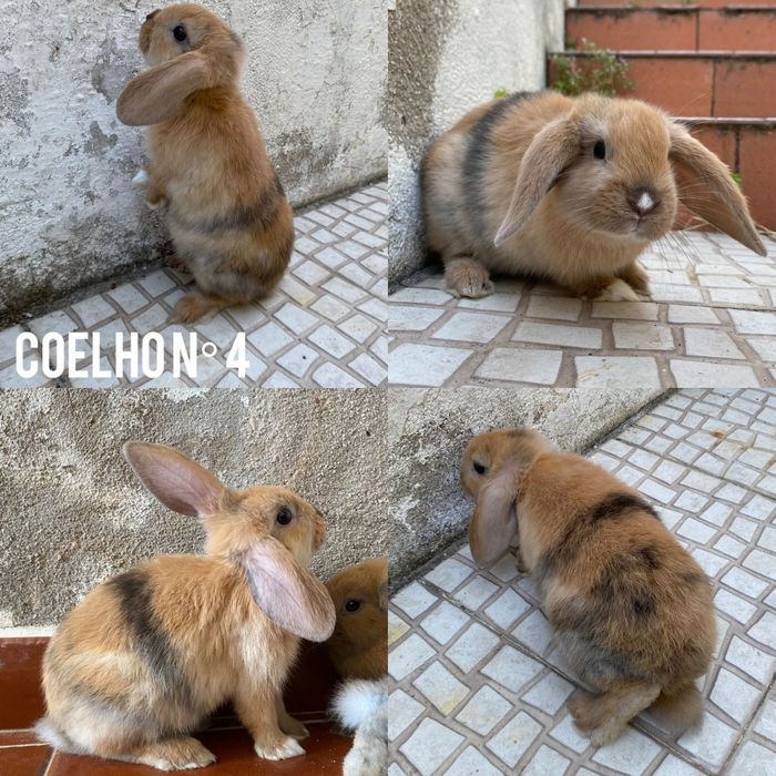 Coelhos Anões Disponíveis