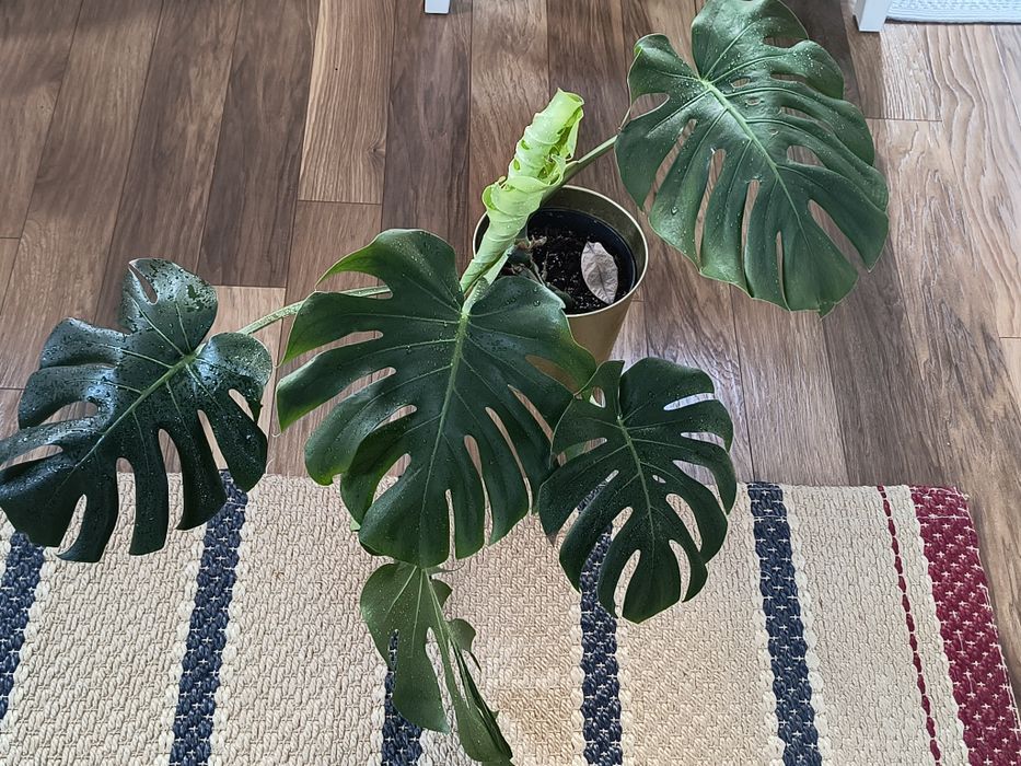 Zdrowa i duża Monstera
