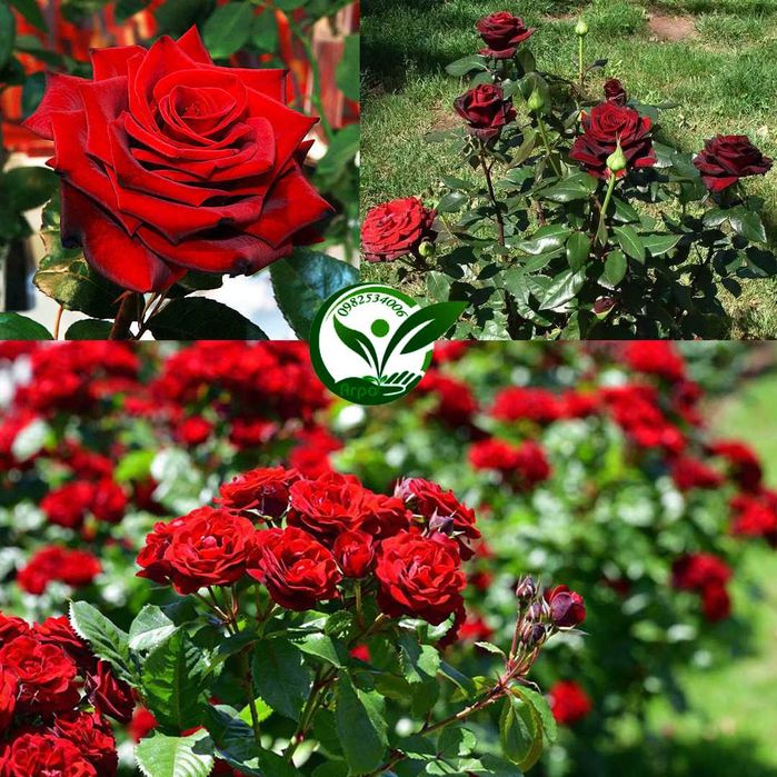 Кущові троянди з корінням  саджанці в рози горшках та копані недорого