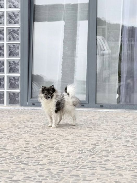 Spitz Anão miniatura