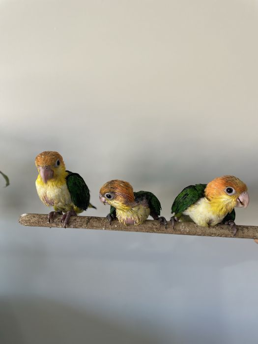 Marianinhas criadas á mão