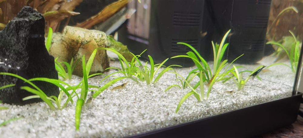 Camarões de aquário