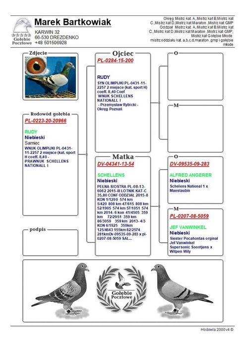 Gołąbek Rozpłodowy Samiczka wnuk Olimpijki