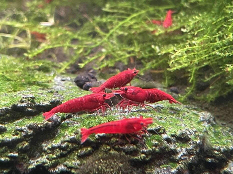 Krewetki Neocaridina Bloody Mary Możliwa WYSYŁKA