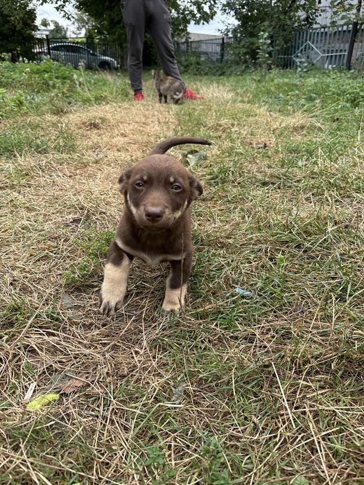 Віддамо у добрі та ласкаві руки двох дівчаток малюків