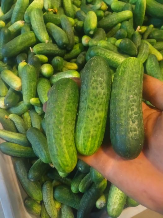 Ogórki gruntowe 123