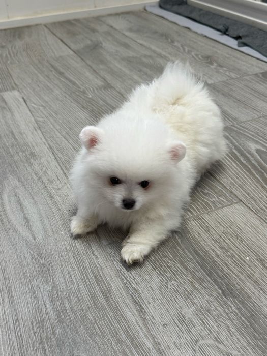 Lulu da Pomerania