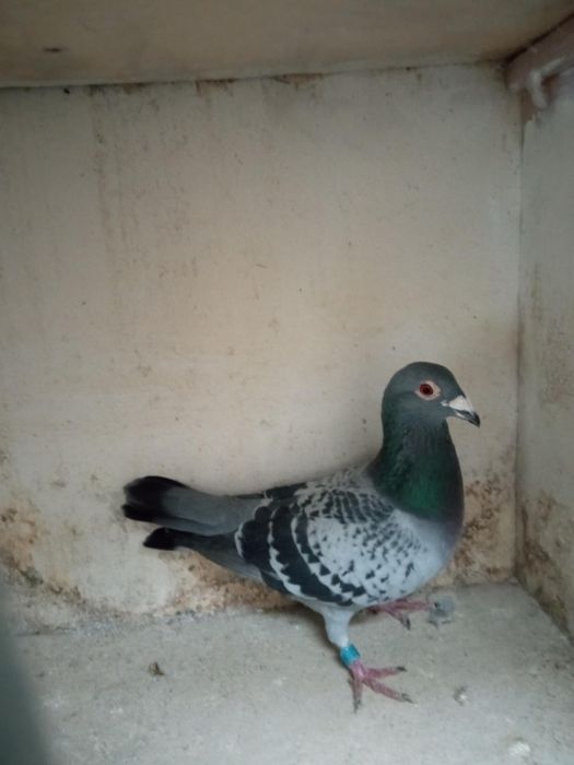 Gołąb pocztowy sprzedam