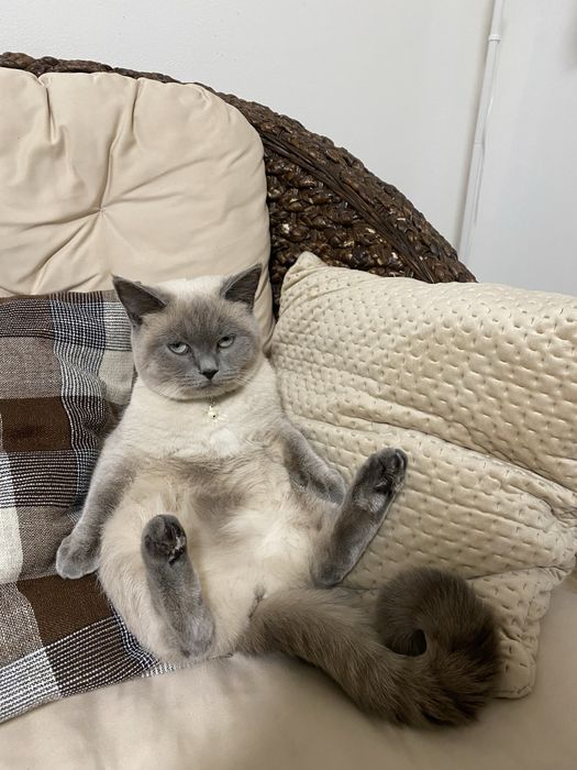 Шотланські кошенята