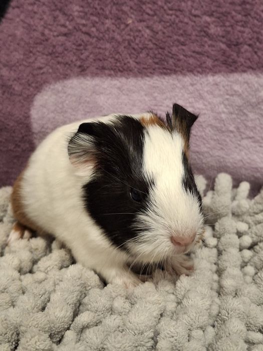 Rezerwacja Świnki morskie samiczki