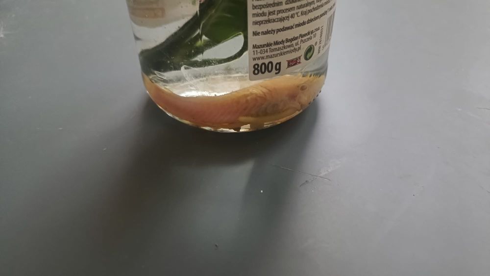 Glonojad akeariowy -0ddam