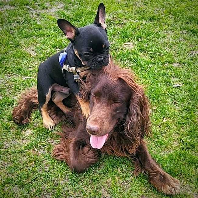 Вязка англійський кокер спанієль рідкісного окрасу