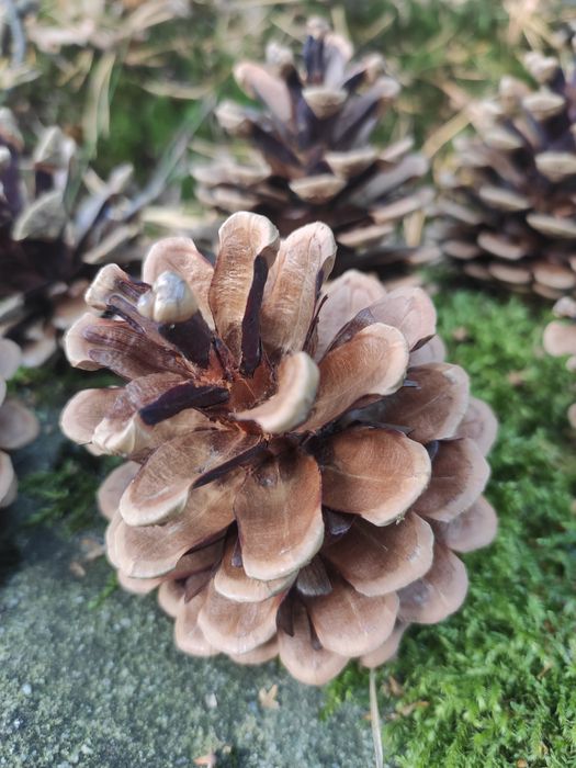 Duże szyszki sosnowe, 50szt.idealne do dekoracji stroików eko wieńcy