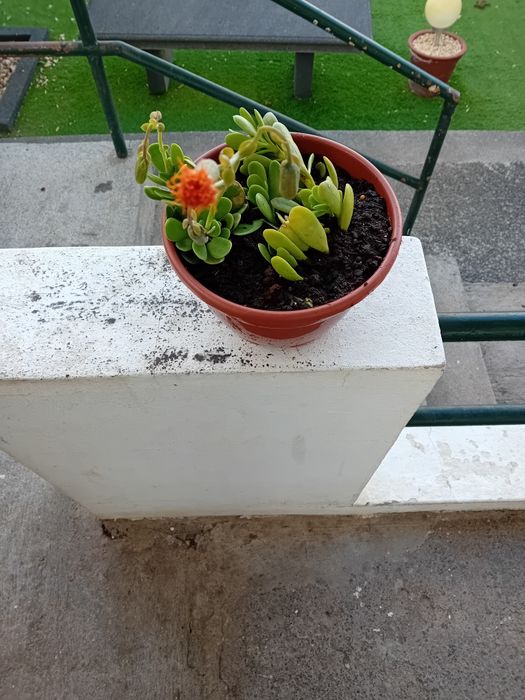 Suculentas promoção