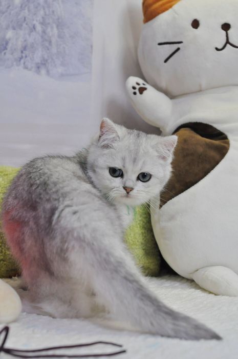 Маємо кошенят срібна шиншила