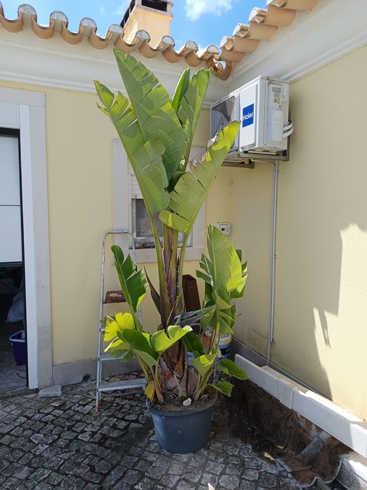 Estrelicia gigante com mais de 2 metros de altura