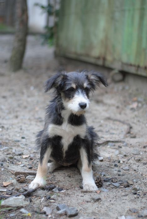 Різновікові цуцики в добрі руки