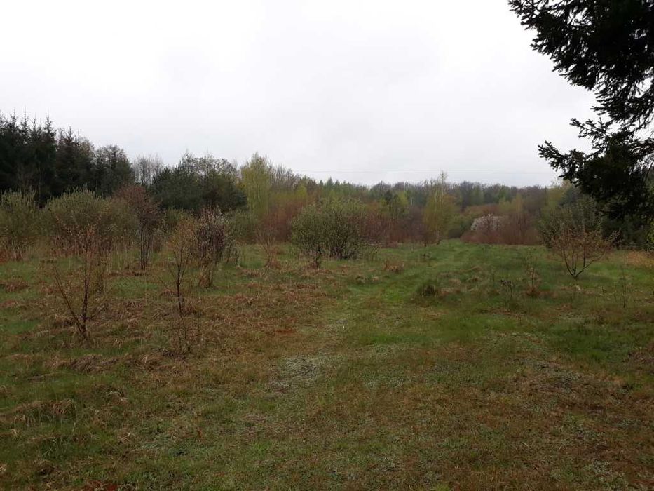 Oddam za darmo krzaki na biomasę lub pellet