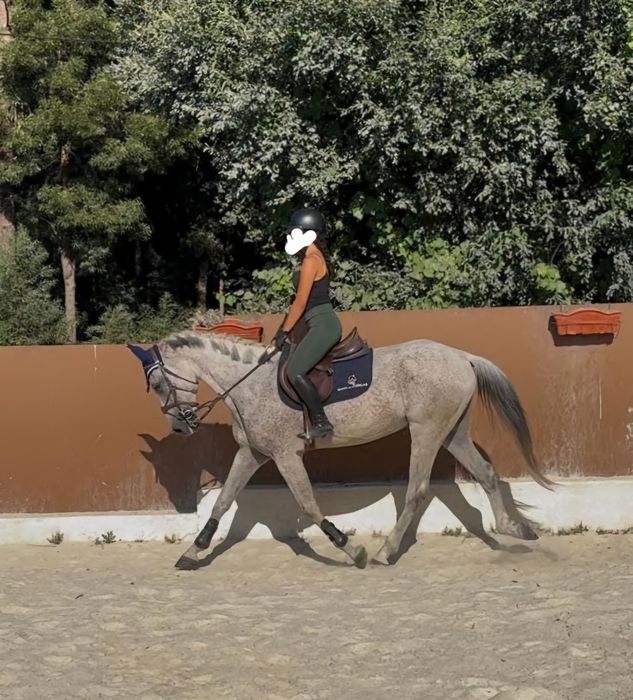 Cavalo com 9 anos a saltar