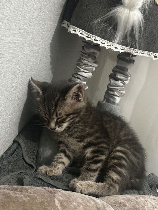 Отдам котёнка в хорошие руки
